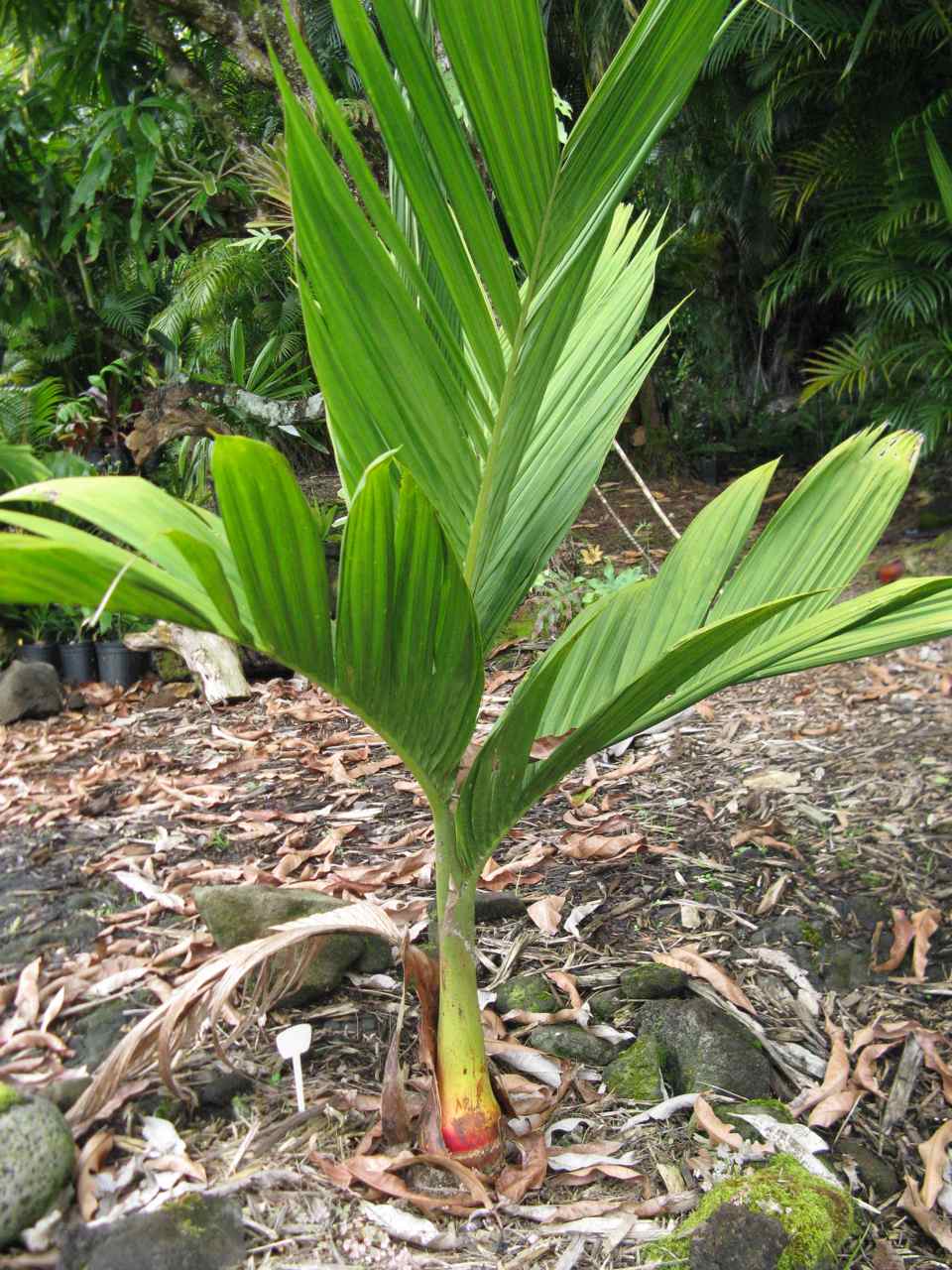 Eureka Areca DISCUSSING PALM TREES WORLDWIDE PalmTalk